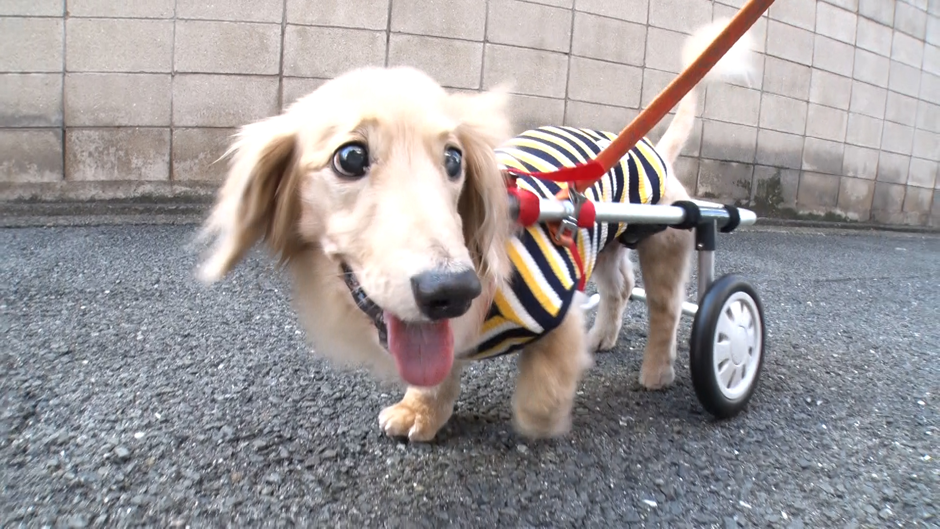 LIFE～夢のカタチ～】犬の車椅子 作った数は3000台！！ | プレス 