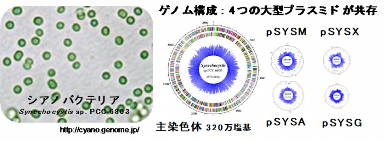【東京農業大学（共同研究）】光合成微生物シアノバクテリアにおける新奇プラスミド複製因子の発見