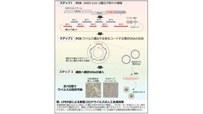 数ヶ月を2週間に 迅速 簡便な新型コロナウイルス人工合成技術を開発 新型コロナウイルス関連研究の加速化に貢献 大阪大学